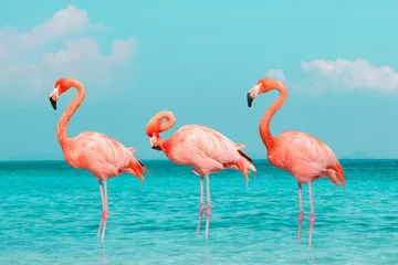 Obraz Trzy Flamingi na Tropikalnym Wybrzeżu