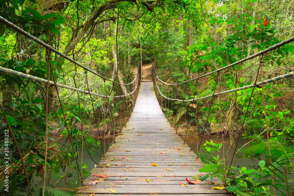 Obraz Most do dżungli, park narodowy Khao Yai, Tajlandia