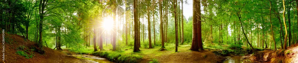 Fototapeta Panorama lasu na wiosnę z jasnym słońcem świecącym przez drzewa