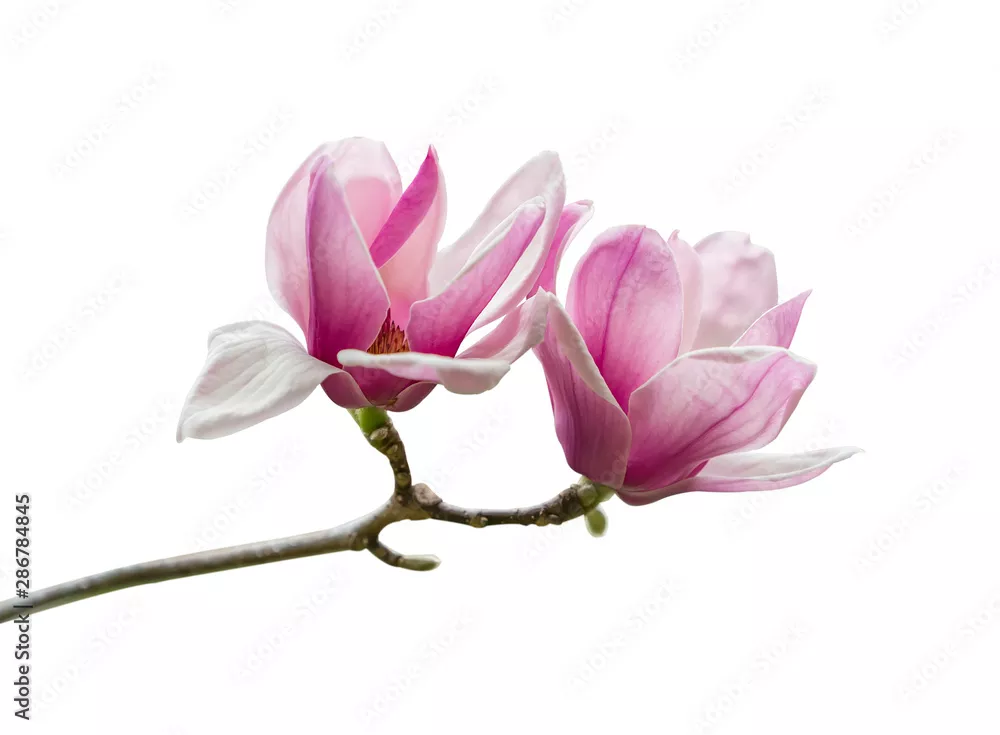 Obraz Różowe Kwiaty Magnolii na Gałązce