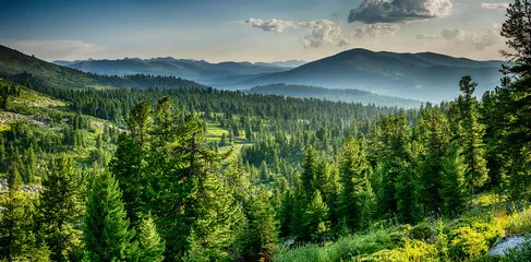 Fototapeta Piękny widok zachodu słońca w lesie cedrowym przed pasmem górskim Sajan, Park Narodowy Ergaki, region Krasnojarski, Syberia, Rosja
