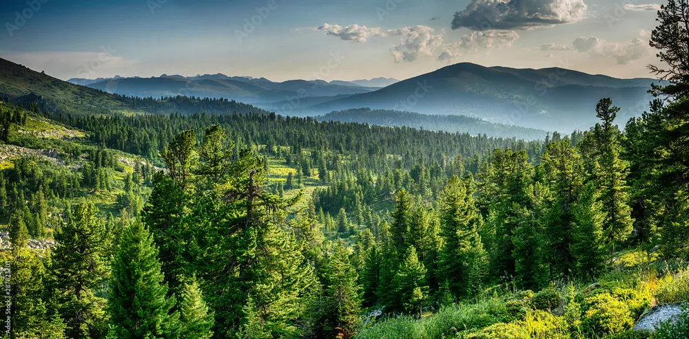 Fototapeta Piękny widok zachodu słońca w lesie cedrowym przed pasmem górskim Sajan, Park Narodowy Ergaki, region Krasnojarski, Syberia, Rosja