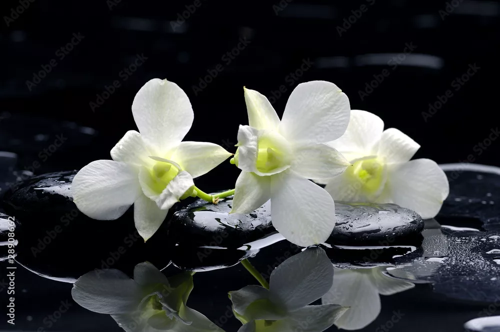 Obraz Fioletowa orchidea i czarne kamienie z odbiciem