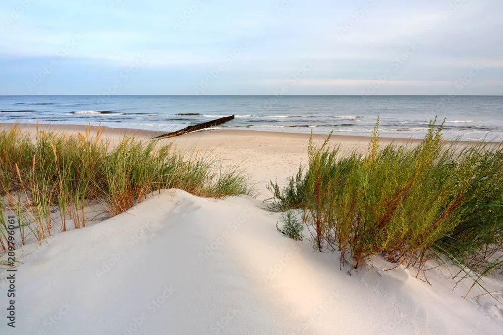 Fototapeta Wydmy na wybrzeżu Morza Bałtyckiego,plaża w Dźwirzynie,Polska.