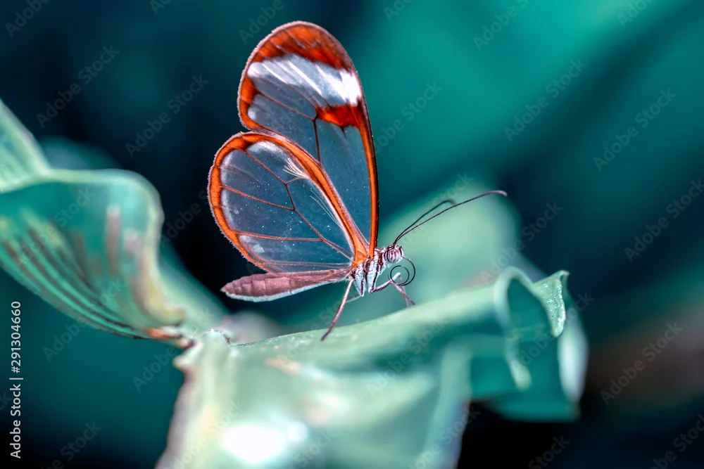 Obraz Szklanoskrzydły Motyl na Zielonym Liściu