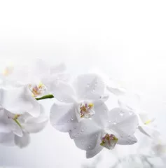 Fototapeta biała orchidea na wodzie