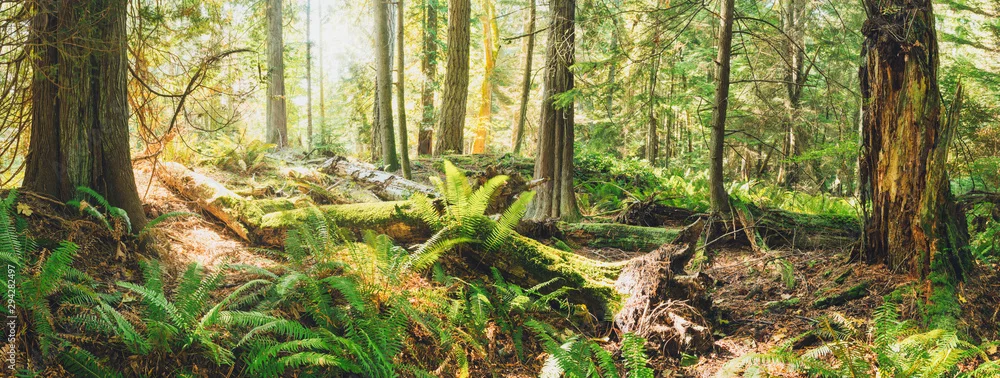 Fototapeta Magiczny Las: Oaza Spokoju i Natury