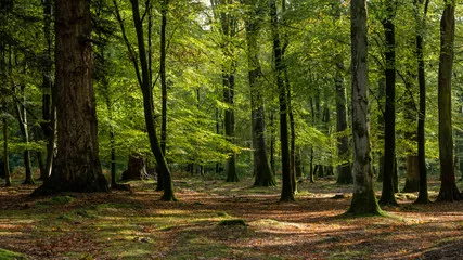 Fototapeta Spacer po lesie jesienią w nowym lesie