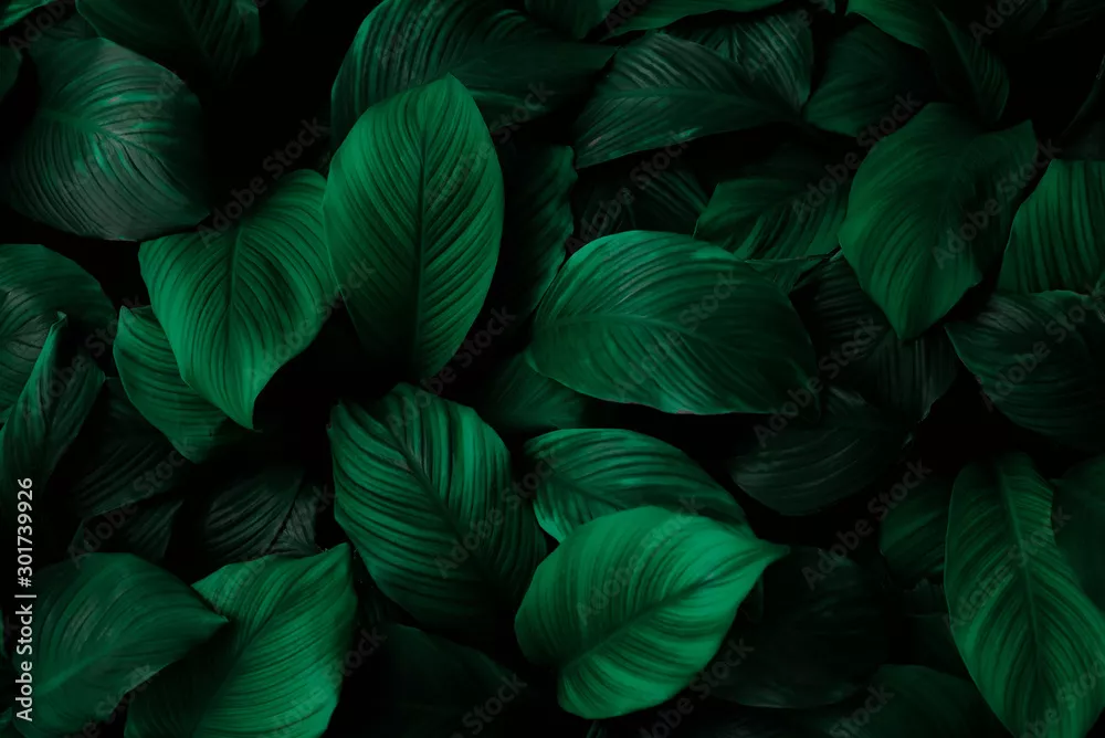 Fototapeta  Liście spathiphyllum cannifolium, abstrakcyjna zielona tekstura, tło natury, liść tropikalny