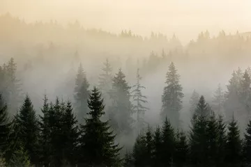 Fototapeta mgła nad lasami sosnowymi.