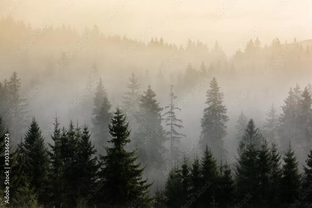 Fototapeta mgła nad lasami sosnowymi.