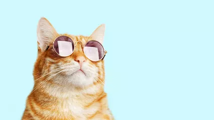 Obraz Hipsterski Kot w Okularach Przeciwsłonecznych
