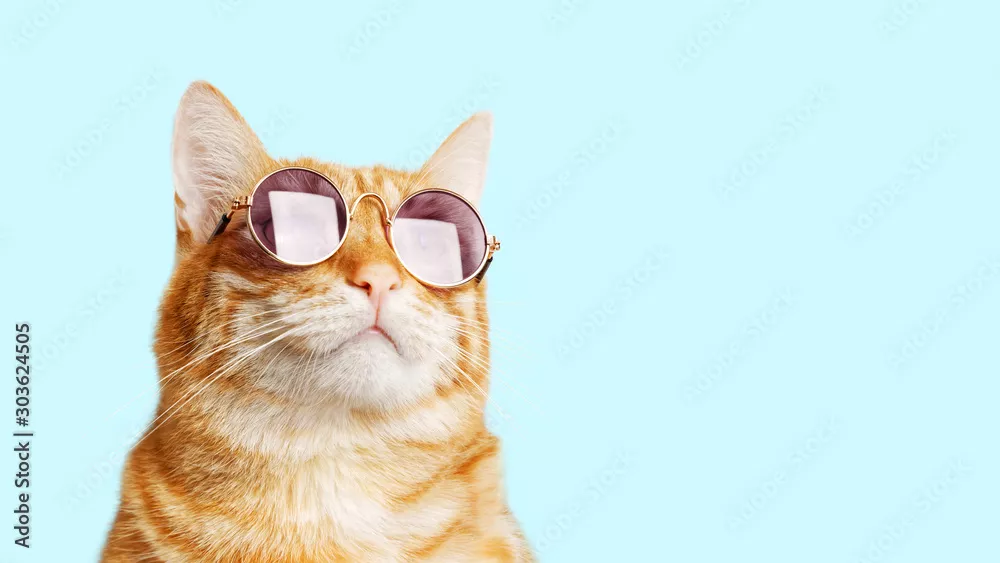 Obraz Hipsterski Kot w Okularach Przeciwsłonecznych