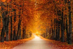 Obraz Jesienny Tunel Drzew