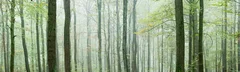 Fototapeta Magiczny Las: Tajemnicza Mgła wśród Drzew