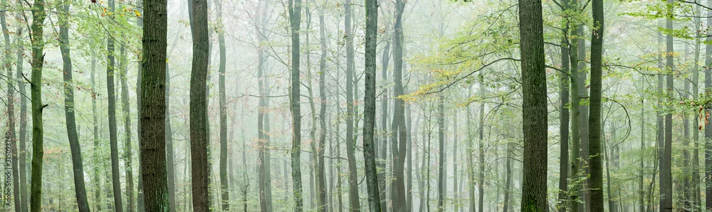 Fototapeta Magiczny Las: Tajemnicza Mgła wśród Drzew