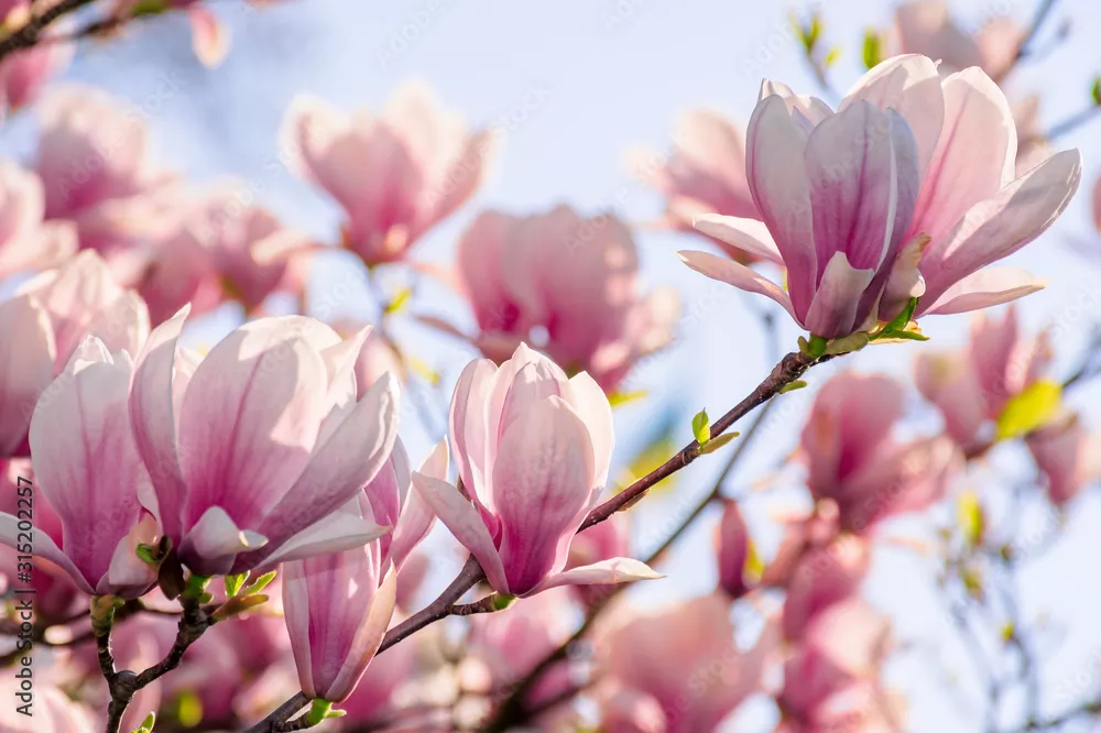 Fototapeta kwiat drzewa magnolii na wiosnę. delikatne różowe kwiaty kąpiące się w słońcu. ciepła kwietniowa pogoda