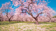 Obraz Wiosenny Sad w Rozkwicie