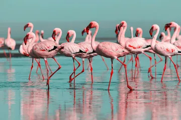 Obraz Magia Różowych Flamingów Na Lustrzanej Wodzie