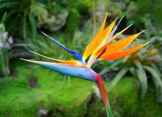 Obraz Kwiat Strelitzia