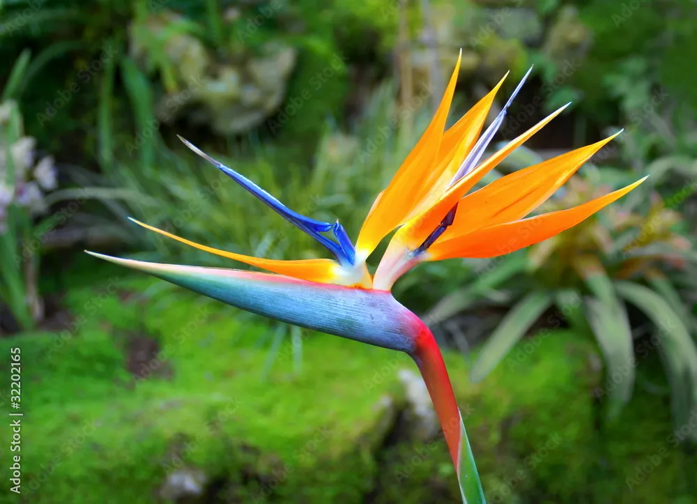 Obraz Kwiat Strelitzia