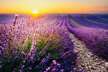 Fototapeta Kwitnący lawendy pole przy zmierzchem w Provence, Francja