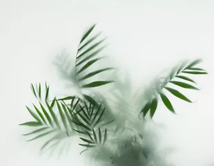 Fototapeta rozmyte liście palmy na jasnym tle