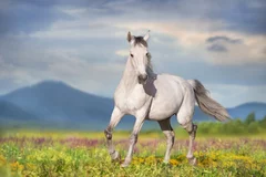 Obraz Majestatyczny Koń na Tle Górskiego Pejzażu