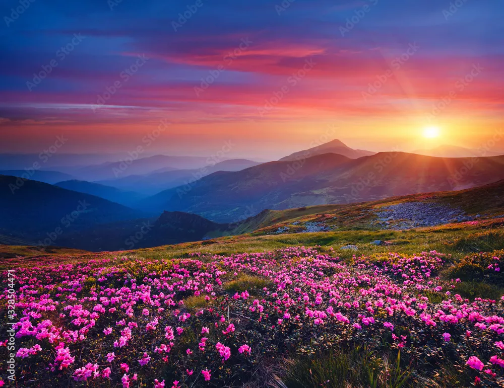 Obraz Malowniczy Zachód Słońca nad Górską Łąką Pełną Kwiatów