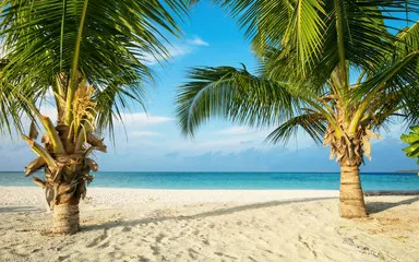 Fototapeta Rajska Plaża z Palmami