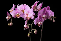 Fototapeta Elegancja Fioletowych Orchidei