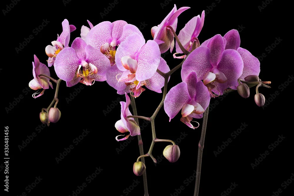 Fototapeta Elegancja Fioletowych Orchidei