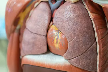 Obraz Anatomia Płuc i Serca: Model Edukacyjny