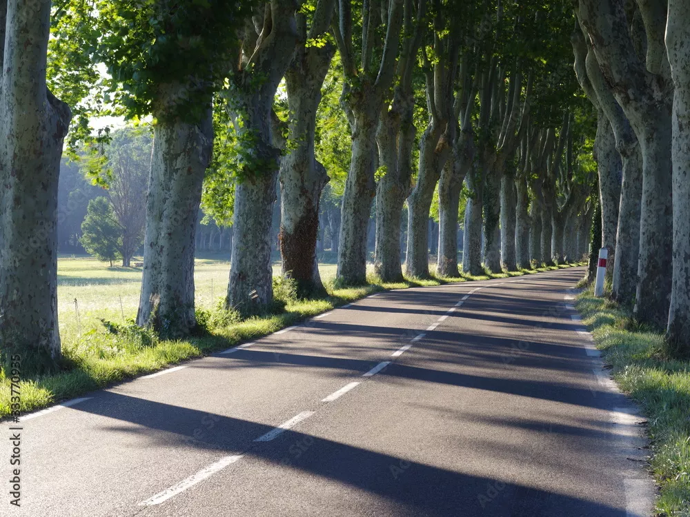 Fototapeta Zaciszna Aleja Drzew