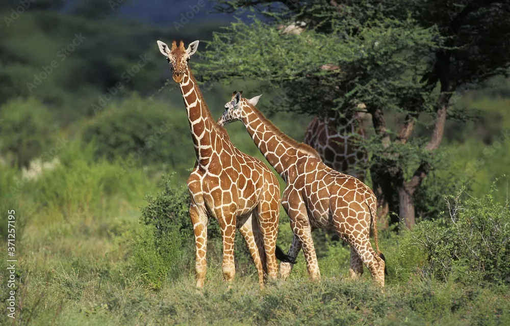 Fototapeta Siatkową żyrafę, żyrafa camelopardalis reticulata, Samburu Park w Kenii