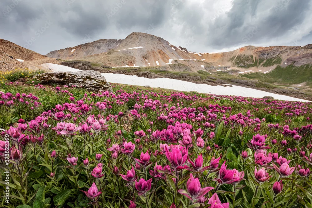 Fototapeta Wiosenna Łąka w Górach: Harmonia Natury i Koloru