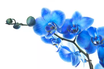 Obraz Piękno Niebieskiej Orchidei