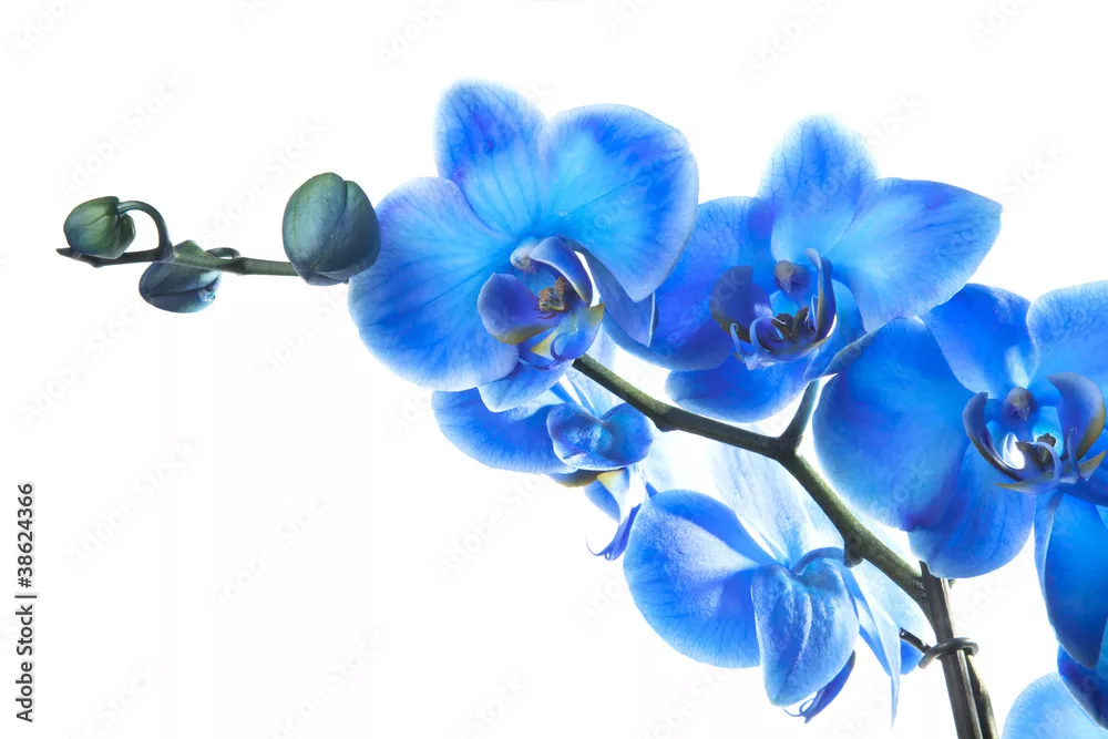 Obraz Piękno Niebieskiej Orchidei