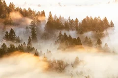 Fototapeta Magia Porannej Mgły w Lesie