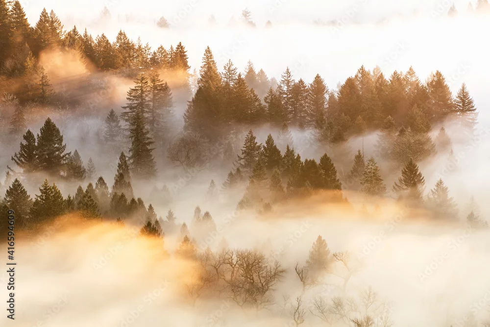 Fototapeta Magia Porannej Mgły w Lesie