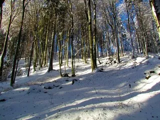 Obraz zimowa scena przedstawiająca ośnieżony las