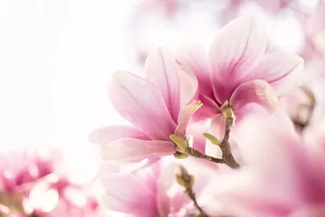 Obraz Wiosenne Kwiaty Magnolii w Pełnym Rozkwicie
