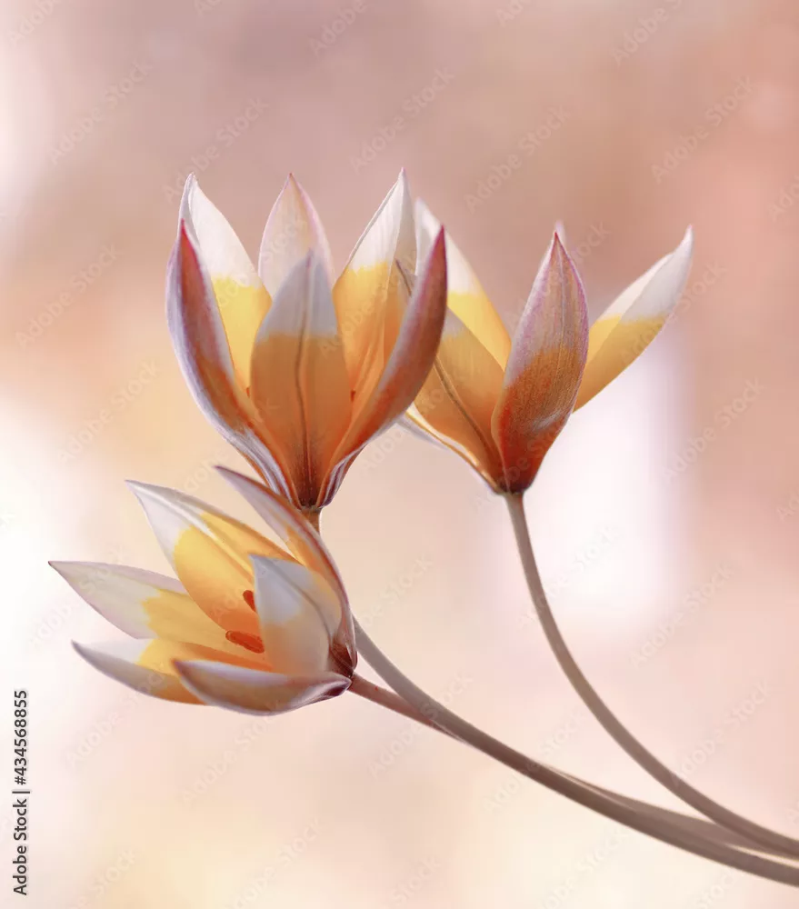 Fototapeta Kwiaty Tulipan Tarda
