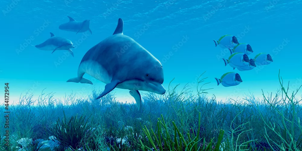Fototapeta Kapsuła delfinów