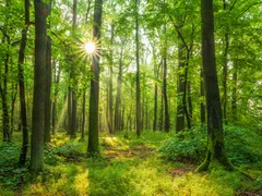 Fototapeta Magia Porannego Lasu: Światło i Zieleń