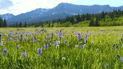 Fototapeta Polne kwiaty Blue Camas - pole kwiatów Blue Camas kołyszących się delikatną bryzą na górskiej łące w dolinie Cut Bank Valley w słoneczny i spokojny wiosenny wieczór, Park Narodowy Glacier, Montana, USA.