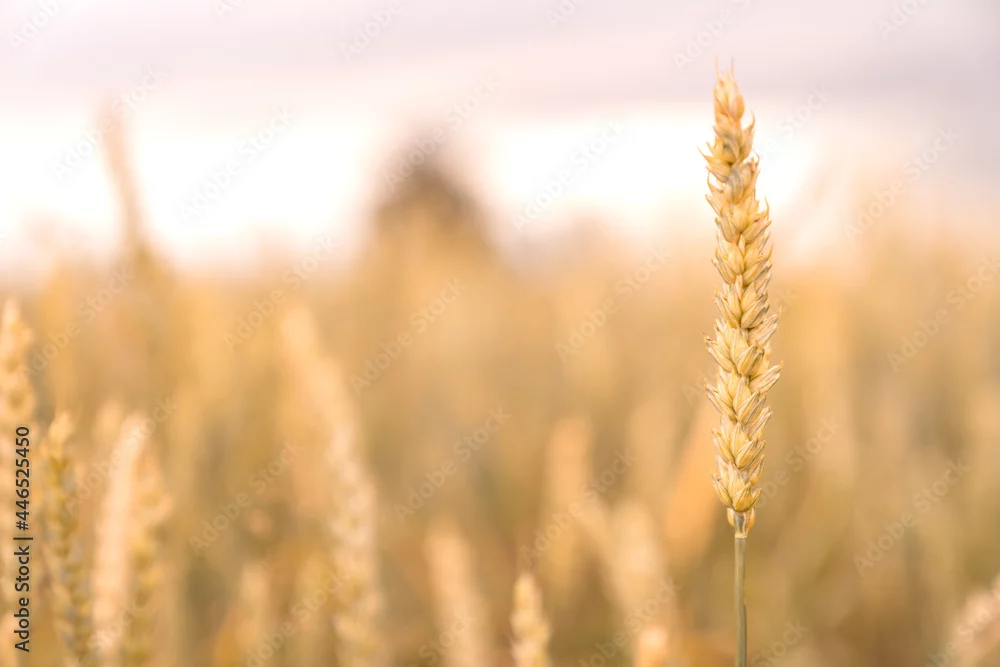 Obraz Jesienne Pola Pszenicy: Urok Natury