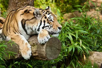 Obraz Tiger of Shibirisich (Tigris Altaika of Panther)