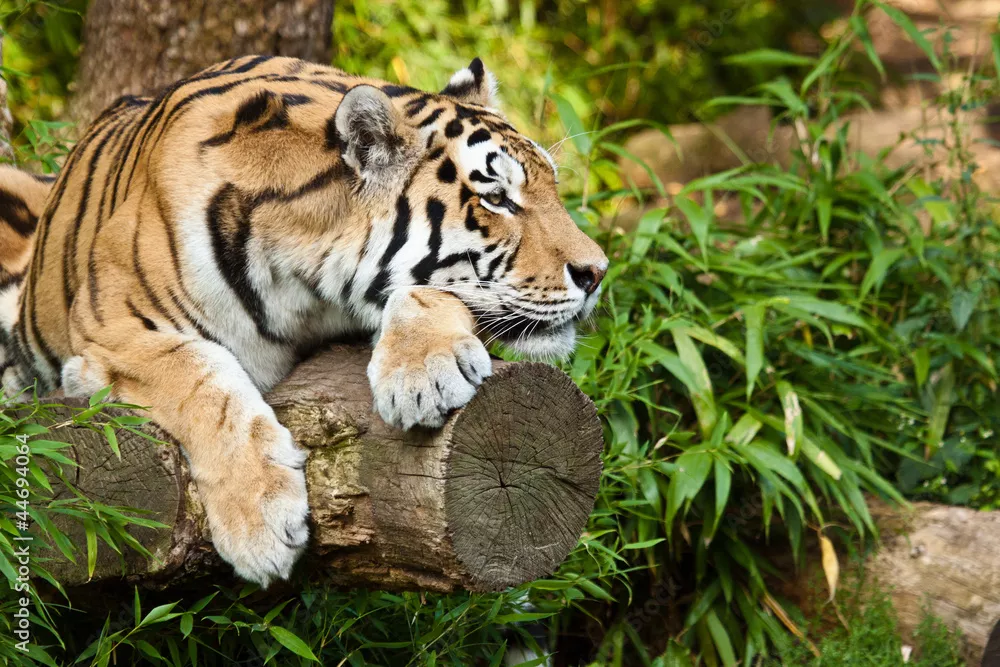Obraz Tiger of Shibirisich (Tigris Altaika of Panther)