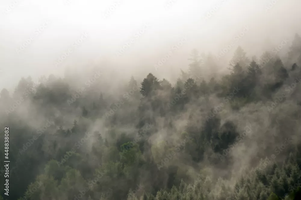 Fototapeta Magia Porannej Mgły w Lesie